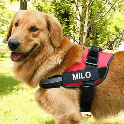 EasyHarness® - Pettorina personalizzata per cani